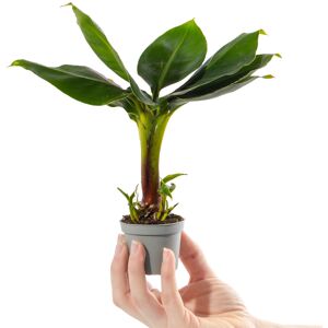 Gardeners Dream Baby Banana Plant Musa Acuminata Small Ornamental Indoor Houseplant in 6cm Pot Gardeners Dream Baby Banana Plant Musa Acuminata Small Ornamental Indoor Houseplant in 6cm Pot