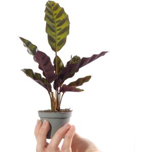 Gardeners Dream Baby Rattlesnake Plant Calathea Lancifolia Indoor Tropical Houseplant in 6cm Pot Gardeners Dream Baby Rattlesnake Plant Calathea Lancifolia Indoor Tropical Houseplant in 6cm Pot