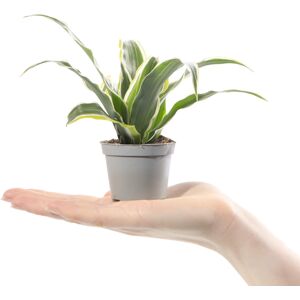 Gardeners Dream Baby Dragon Plant Dracaena Lemon Surprise Evergreen Indoor Small Gift Houseplant Gardeners Dream Baby Dragon Plant Dracaena Lemon Surprise Evergreen Indoor Small Gift Houseplant