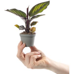 Gardeners Dream Baby Peacock Plant Calathea Mieli Small Striped Tropical Indoor Houseplant Gardeners Dream Baby Peacock Plant Calathea Mieli Small Striped Tropical Indoor Houseplant