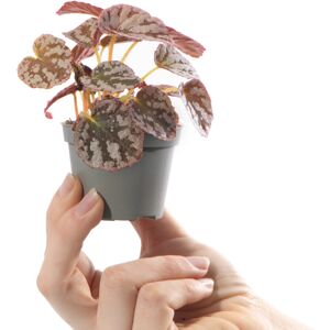 Gardeners Dream Baby Begonia Rex Chayo Plant Small Tropical Indoor Patterned Houseplant 6cm Pot Gardeners Dream Baby Begonia Rex Chayo Plant Small Tropical Indoor Patterned Houseplant 6cm Pot