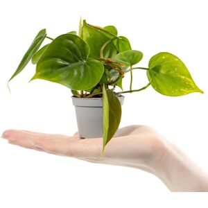 Gardeners Dream Baby Heart Leaf Plant Philodendron Scandens Small Indoor Gift Houseplant in Pot Gardeners Dream Baby Heart Leaf Plant Philodendron Scandens Small Indoor Gift Houseplant in Pot