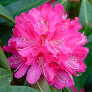 Gardeners Dream Rhododendron Germania Evergreen Outdoor Garden Shrub with Hot Pink Bell-shaped F Gardeners Dream Rhododendron Germania Evergreen Outdoor Garden Shrub with Hot Pink Bell-shaped F