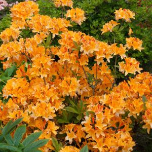 Gardeners Dream Azalea Japonica Orange - Hardy Evergreen Shrub, 2-Pack, Spring-Summer Orange Blo Gardeners Dream Azalea Japonica Orange - Hardy Evergreen Shrub, 2-Pack, Spring-Summer Orange Blo