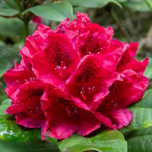 Gardeners Dream Rhododendron Lord Roberts Evergreen Outdoor Garden Shrub Red Flowering Pot Plant Gardeners Dream Rhododendron Lord Roberts Evergreen Outdoor Garden Shrub Red Flowering Pot Plant