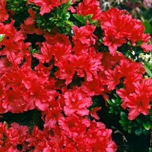 Gardeners Dream Azalea Japonica Plant Red Hardy Flowering Outdoor Garden Shrub Pack of 2 Gardeners Dream Azalea Japonica Plant Red Hardy Flowering Outdoor Garden Shrub Pack of 2