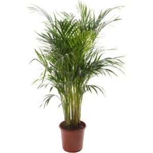 Gardeners Dream Areca Palm Tall Indoor Houseplant - Indoor House Plant Gardeners Dream Areca Palm Tall Indoor Houseplant - Indoor House Plant