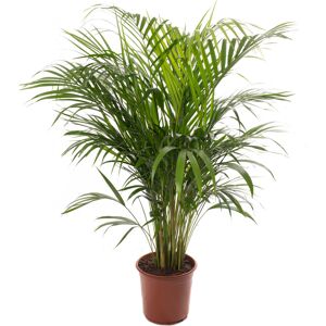 Gardeners Dream Areca Palm Tall Indoor Houseplant Real Exotic Tropical Plant 100-120cm Gardeners Dream Areca Palm Tall Indoor Houseplant Real Exotic Tropical Plant 100-120cm