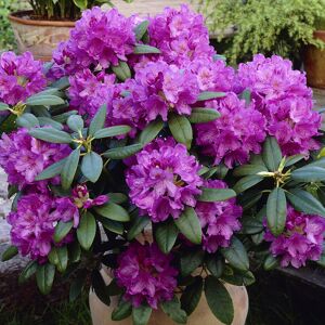 Gardeners Dream Rhododendron Catawbiense Grandiflorum Evergreen Shrub with Lilac Flowers and Ora Gardeners Dream Rhododendron Catawbiense Grandiflorum Evergreen Shrub with Lilac Flowers and Ora