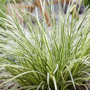 Gardeners Dream Lomandra White Sands Hardy Evergreen Perennial Outdoor Garden Plant in 9cm Pot Gardeners Dream Lomandra White Sands Hardy Evergreen Perennial Outdoor Garden Plant in 9cm Pot