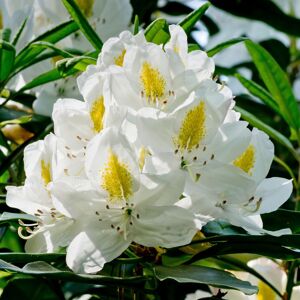Gardeners Dream Rhododendron Madame Masson Evergreen Shrub - White Spring Flowers with Yellow Ce Gardeners Dream Rhododendron Madame Masson Evergreen Shrub - White Spring Flowers with Yellow Ce