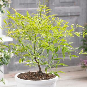 Gardeners Dream Nandina Brightlight Hardy Evergreen Outdoor Garden Ready Shrub in 9cm Plant Pot Gardeners Dream Nandina Brightlight Hardy Evergreen Outdoor Garden Ready Shrub in 9cm Plant Pot