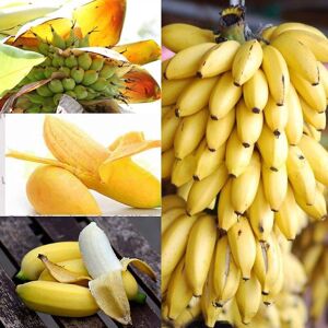 Unbranded 100pcs Dwarf Banana Tree Seeds Mini Bonsai Plant Rare Fruits Garden Decor Unbranded 100pcs Dwarf Banana Tree Seeds Mini Bonsai Plant Rare Fruits Garden Decor