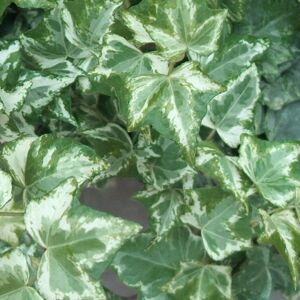Gardeners Dream 1 X HEDERA HELIX 'MARBLED WHITE' TRAILING IVY EVERGREEN SHRUB HARDY PLANT IN POT Gardeners Dream 1 X HEDERA HELIX 'MARBLED WHITE' TRAILING IVY EVERGREEN SHRUB HARDY PLANT IN POT