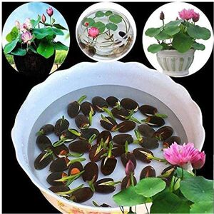 Unbranded 1 Bag Lotus Seeds Mini Non GMO Mixed Bonsai Lotus Bowl Seeds for Garden Unbranded 1 Bag Lotus Seeds Mini Non GMO Mixed Bonsai Lotus Bowl Seeds for Garden
