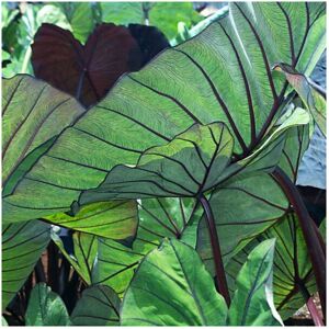 Unbranded Colocasia Blue Hawaii Taro Plant Plug plant Unbranded Colocasia Blue Hawaii Taro Plant Plug plant