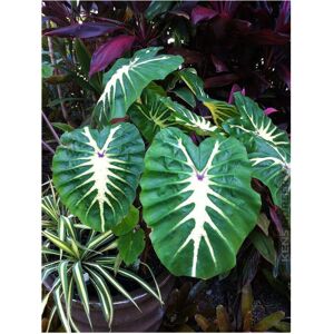 Unbranded Colocasia White Lava plug plant Taro Plant Unbranded Colocasia White Lava plug plant Taro Plant