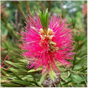 Unbranded Callistemon viminalis Hot Pink 9cm Potted plant Bottlebrush plant Unbranded Callistemon viminalis Hot Pink 9cm Potted plant Bottlebrush plant