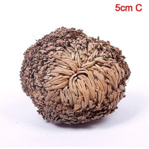 Unbranded Magic Resurrection In Water Plant Prehistoric Plant Air Fern Selaginella Moss Unbranded Magic Resurrection In Water Plant Prehistoric Plant Air Fern Selaginella Moss