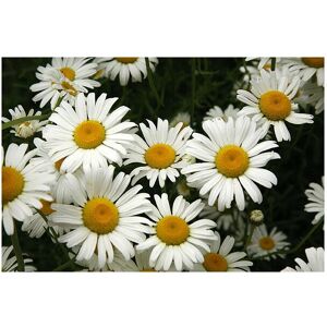 Unbranded Leucanthemum vulgare 6 Plug Plants Oxeye daisy Wildflower Unbranded Leucanthemum vulgare 6 Plug Plants Oxeye daisy Wildflower