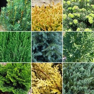 Gardeners Dream 6 X Evergreen Conifer Plant Mix - Hardy Outdoor Garden Shrubs 9cm Pots Gardeners Dream 6 X Evergreen Conifer Plant Mix - Hardy Outdoor Garden Shrubs 9cm Pots