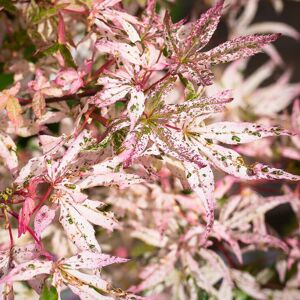 Gardeners Dream Acer Ukigumo Floating Cloud Maple Hardy Outdoor Tree Ornamental Plant in Pot Gardeners Dream Acer Ukigumo Floating Cloud Maple Hardy Outdoor Tree Ornamental Plant in Pot