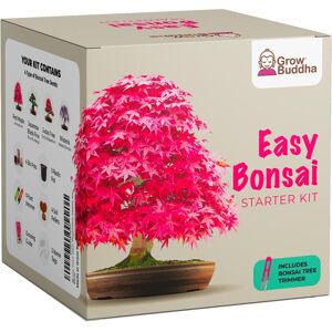 Grow Buddha Grow Your own Bonsai kit – Easily Grow 4 Types of Bonsai Trees with Our Complete Grow Buddha Grow Your own Bonsai kit – Easily Grow 4 Types of Bonsai Trees with Our Complete