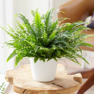 Gardeners Dream Nephrolepis Boston Fern Home Office Plant Gift for Sale (25-35cm Incl. Pot) Gardeners Dream Nephrolepis Boston Fern Home Office Plant Gift for Sale (25-35cm Incl. Pot)