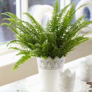 Gardeners Dream Stunning Boston Fern Indoor Home or Office Plant 25-35cm (Incl. Pot) Gardeners Dream Stunning Boston Fern Indoor Home or Office Plant 25-35cm (Incl. Pot)
