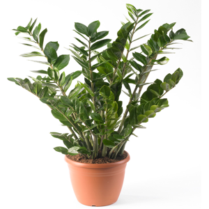 Gardeners Dream Zamioculca Zamiifolia Houseplant - Premium Indoor Potted House Plant In 13cm Gardeners Dream Zamioculca Zamiifolia Houseplant - Premium Indoor Potted House Plant In 13cm