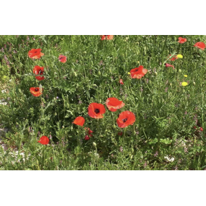 Unbranded Papaver rhoeas Poppy 6 Plug Plants Wildflower Unbranded Papaver rhoeas Poppy 6 Plug Plants Wildflower