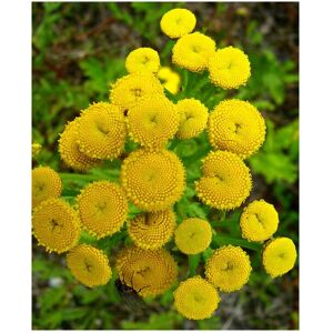 Unbranded Tanacetum vulgare Tansy 6 Plug Plants Wildflower Unbranded Tanacetum vulgare Tansy 6 Plug Plants Wildflower