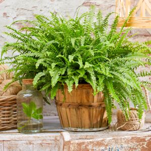 Gardeners Dream Boston Fern 25-35cm Potted Evergreen Plant - Plant Gardeners Dream Boston Fern 25-35cm Potted Evergreen Plant - Plant