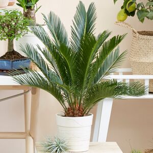 Gardeners Dream Cycas Revoluta Indoor Plant Ideal for Home or Office 30-40cm Potted Gardeners Dream Cycas Revoluta Indoor Plant Ideal for Home or Office 30-40cm Potted