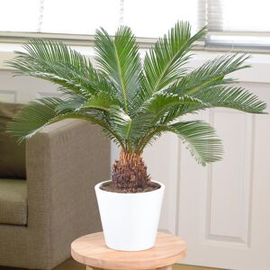 Gardeners Dream Cycas Revoluta (Sago Palm) 30–40cm with Pot – Striking Indoor Plant with Palm-Li Gardeners Dream Cycas Revoluta (Sago Palm) 30–40cm with Pot – Striking Indoor Plant with Palm-Li