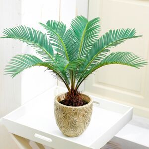 Gardeners Dream Evergreen Cycas Revoluta Premium Potted Indoor Plant Gift (30-40cm Incl. Pot) Gardeners Dream Evergreen Cycas Revoluta Premium Potted Indoor Plant Gift (30-40cm Incl. Pot)