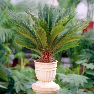 Gardeners Dream Perennial Cycas Revoluta - Sago Palm Home or Office Plant (30-40cm Incl. Pot) Gardeners Dream Perennial Cycas Revoluta - Sago Palm Home or Office Plant (30-40cm Incl. Pot)