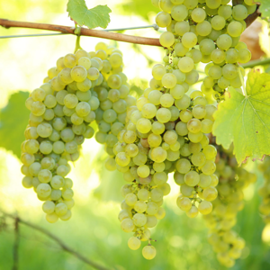 Gardeners Dream Grape Vine Vitis Green White Deciduous Climbing Fruit Plant Hardy Outdoor Garden Gardeners Dream Grape Vine Vitis Green White Deciduous Climbing Fruit Plant Hardy Outdoor Garden