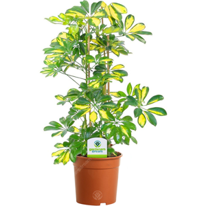 Gardeners Dream 13cm Schefflera Gerda - 1 Plant - House / Office Live Indoor Pot Plant Tree Gardeners Dream 13cm Schefflera Gerda - 1 Plant - House / Office Live Indoor Pot Plant Tree
