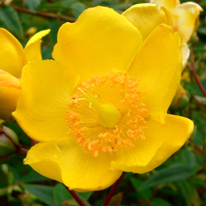 Gardeners Dream Hypericum Hidcoteense Hidcote - 1 Plant - Live Outdoor Shrub In 9cm Pot Gardeners Dream Hypericum Hidcoteense Hidcote - 1 Plant - Live Outdoor Shrub In 9cm Pot