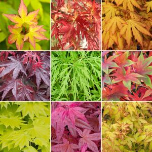Gardeners Dream 3 x Acer Trees Japanese Maple Tree Potted Outdoor Hardy Garden Ready Shrubs Gardeners Dream 3 x Acer Trees Japanese Maple Tree Potted Outdoor Hardy Garden Ready Shrubs