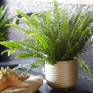 Gardeners Dream Nephrolepis Boston Fern – Lush Indoor Fern, 25-35cm Potted Plant for Home or Off Gardeners Dream Nephrolepis Boston Fern – Lush Indoor Fern, 25-35cm Potted Plant for Home or Off