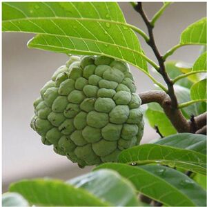 Unbranded 20Pc Green Soursop Seeds Annona Muricata Seeds Tropical Fruit Garden Plant Seeds Unbranded 20Pc Green Soursop Seeds Annona Muricata Seeds Tropical Fruit Garden Plant Seeds