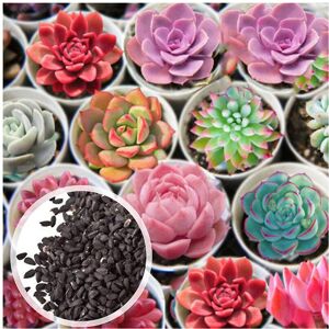 Unbranded 100Pcs/Bag Succulent Seeds Multi-color Easy to Grow Prolific Drought Tolerant Su Unbranded 100Pcs/Bag Succulent Seeds Multi-color Easy to Grow Prolific Drought Tolerant Su