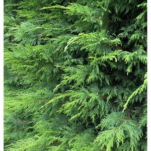 DirectPlants (Pack of 3) Green Leylandii Cupressocyparis Leylandii Hedging Trees 3-4ft Suppli DirectPlants (Pack of 3) Green Leylandii Cupressocyparis Leylandii Hedging Trees 3-4ft Suppli