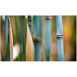 Unbranded Fargesia Blue dragon 12cm potted plant Blue Bamboo Unbranded Fargesia Blue dragon 12cm potted plant Blue Bamboo