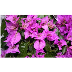 Unbranded Bougainvillea glabra sanderiana 14cm potted plant Climber Unbranded Bougainvillea glabra sanderiana 14cm potted plant Climber