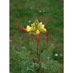 Unbranded Caesalpinia gilliesii Bird of paradise 9cm potted plant Unbranded Caesalpinia gilliesii Bird of paradise 9cm potted plant