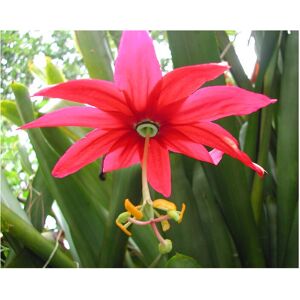 Unbranded Passiflora antioquiensis Red Passion Flower Plug Plant - Exotic, Hardy Tropical Unbranded Passiflora antioquiensis Red Passion Flower Plug Plant - Exotic, Hardy Tropical