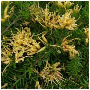 Unbranded Grevillea prostrata Aurea Plug plant Spider flower Unbranded Grevillea prostrata Aurea Plug plant Spider flower